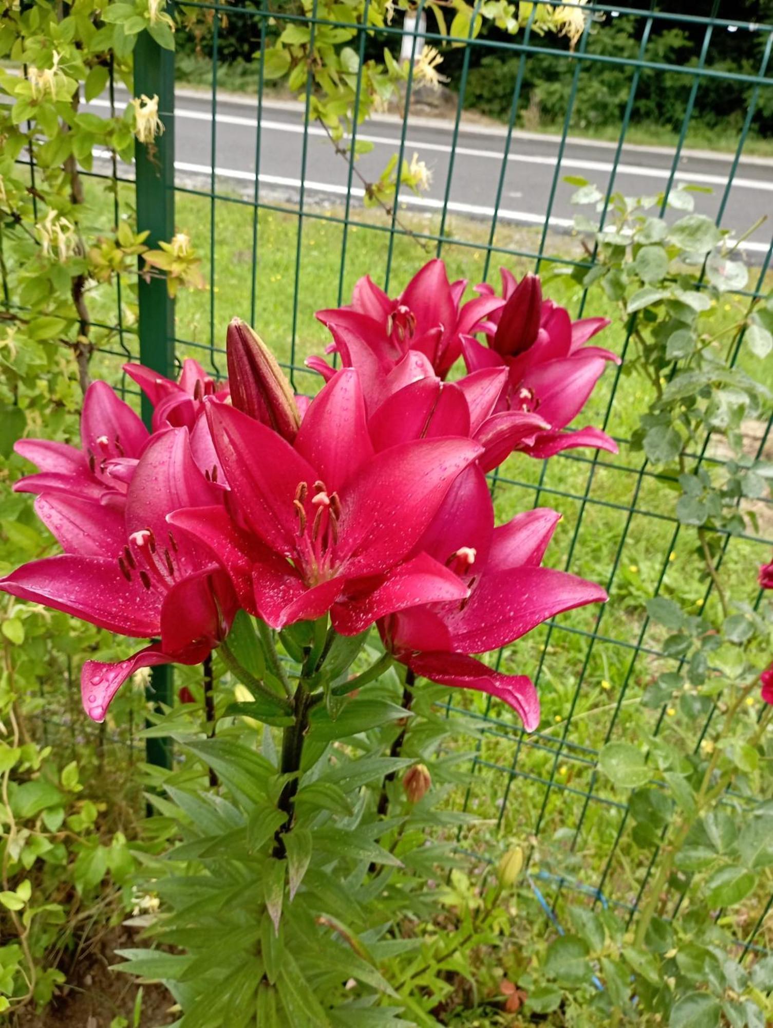 Pensiunea Dates Cîrţişoara Exterior foto